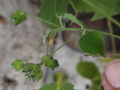 Pseudabutilon umbellatum, photographed by johnyochum