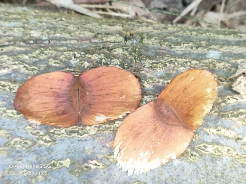 Terminalia calamansanai, photographed by Ong Jyh Seng