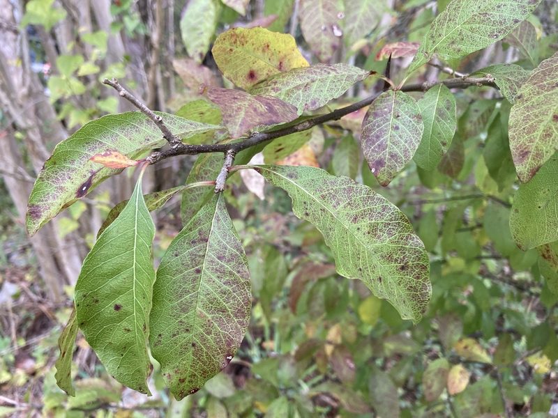 Sideroxylon lycioides, photographed by Hill Craddock