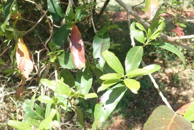 Combretum kraussii, photographed by Andrew Deacon