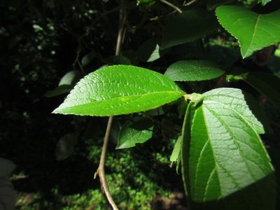 Celtis brasiliensis, photographed by Matias Cabezas