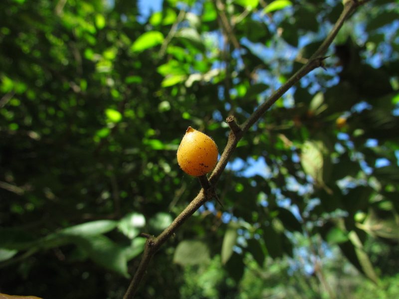 Celtis brasiliensis, photographed by Matias Cabezas