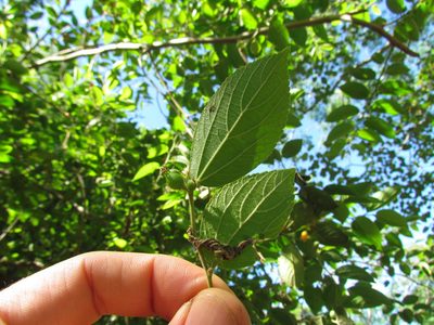 Celtis brasiliensis, photographed by Matias Cabezas