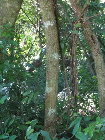 Celtis brasiliensis, photographed by Matias Cabezas