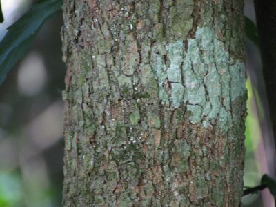 Celtis brasiliensis, photographed by Matias Cabezas