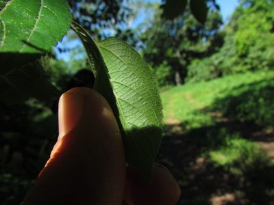 Celtis brasiliensis, photographed by Matias Cabezas