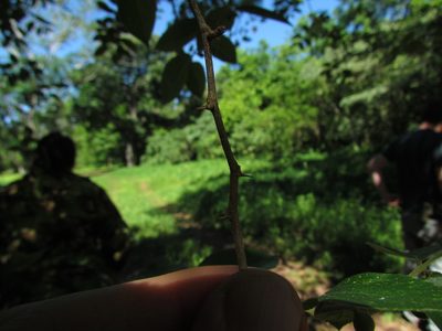 Celtis brasiliensis, photographed by Matias Cabezas