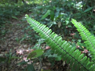 Adiantopsis radiata