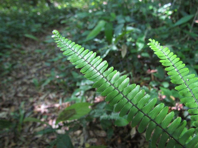 Adiantopsis radiata, photographed by Matias Cabezas