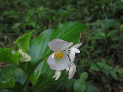 Begonia cucullata, photographed by Matias Cabezas