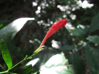 Ruellia angustiflora, photographed by Matias Cabezas