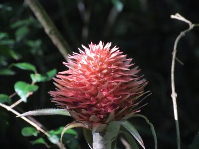 Ananas macrodontes, photographed by Matias Cabezas