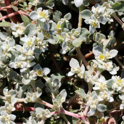 Tidestromia lanuginosa, photographed by Catherine C. Galley