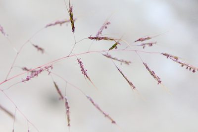 Capillipedium assimile, photographed by Agnes Trekker