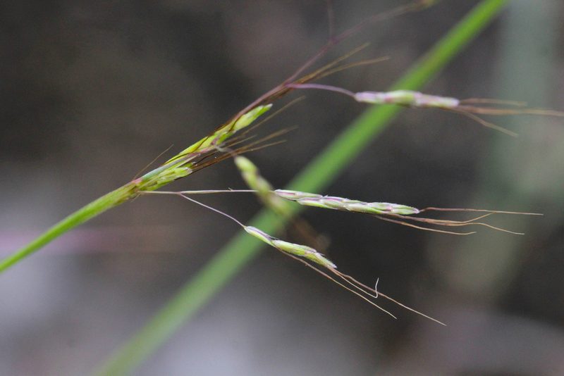 Capillipedium assimile, photographed by Agnes Trekker