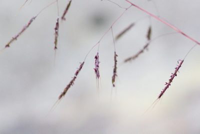 Capillipedium assimile, photographed by Agnes Trekker