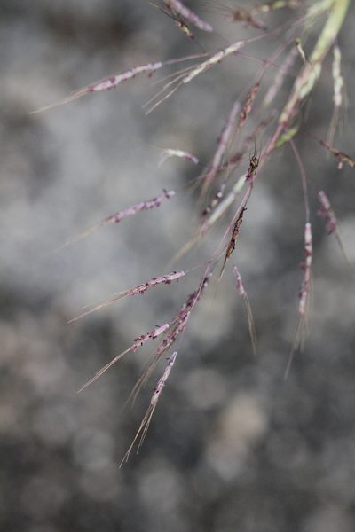 Capillipedium assimile, photographed by Agnes Trekker