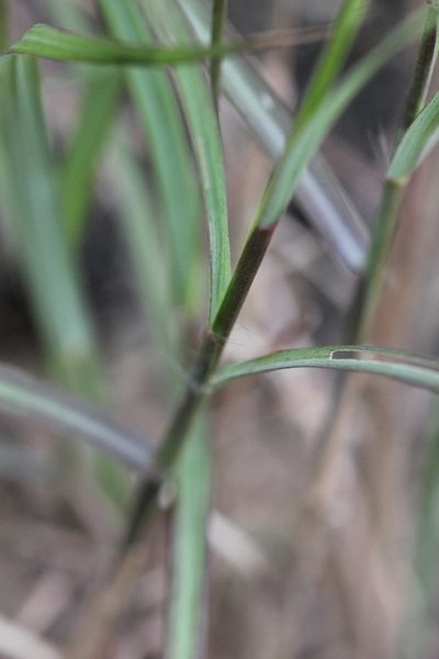 Capillipedium assimile, photographed by Agnes Trekker