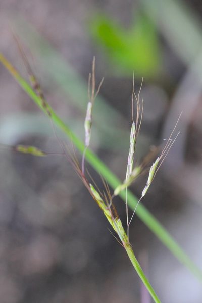 Capillipedium assimile, photographed by Agnes Trekker