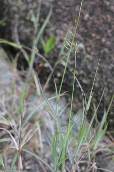 Capillipedium assimile, photographed by Agnes Trekker