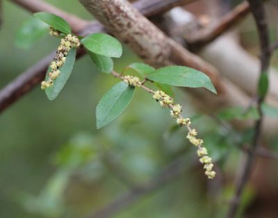 Sageretia thea, photographed by Agnes Trekker
