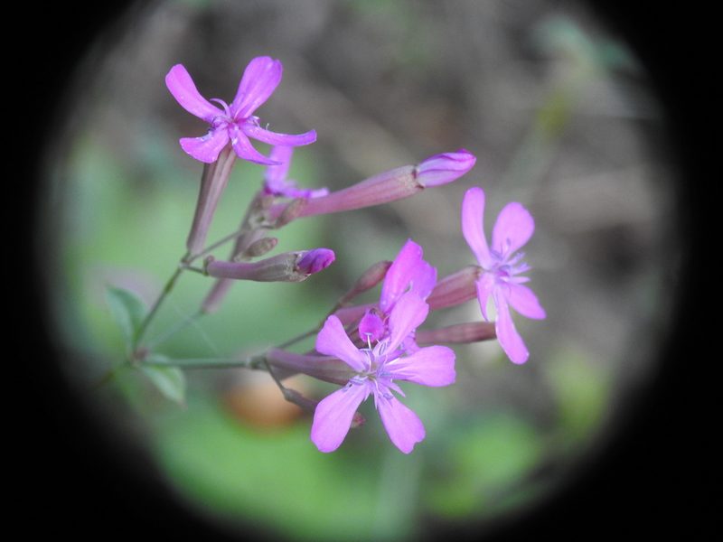 Atocion armeria, photographed by Yves Bas