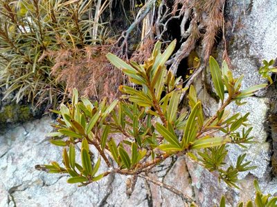 Pseudopanax linearis, photographed by John Barkla
