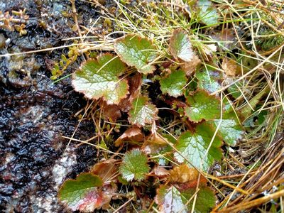 Geum uniflorum, photographed by John Barkla