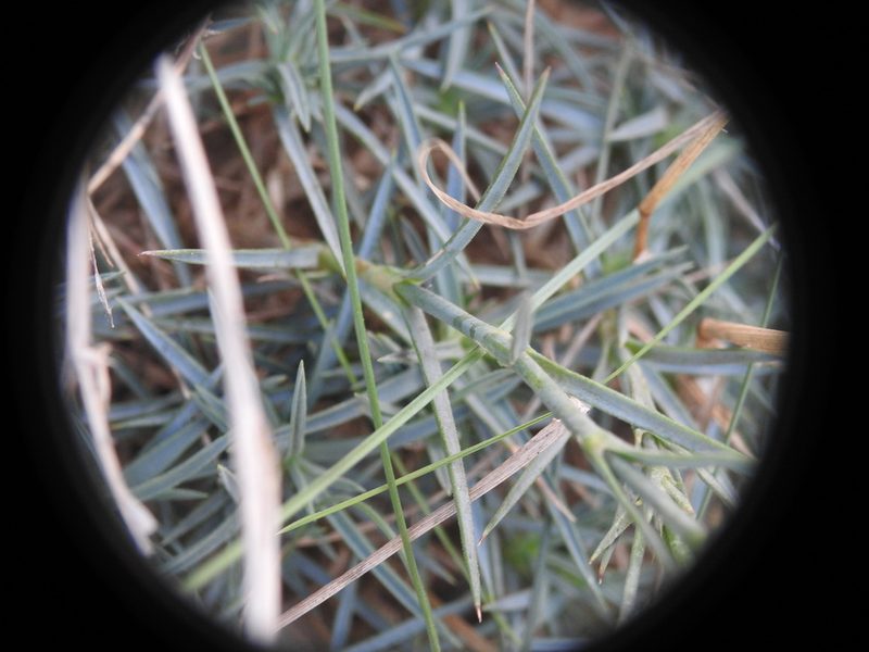 Dianthus pyrenaicus, photographed by Yves Bas