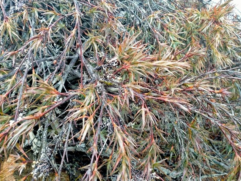 Dracophyllum pubescens, photographed by John Barkla
