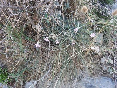 Dianthus pyrenaicus, photographed by Yves Bas
