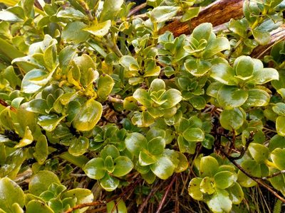 Coprosma serrulata, photographed by John Barkla