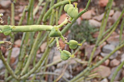 Euphorbia mauritanica, photographed by Di Turner