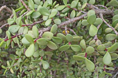 Portulacaria afra, photographed by Di Turner
