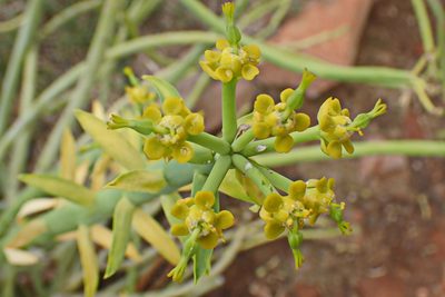 Euphorbia mauritanica, photographed by Di Turner