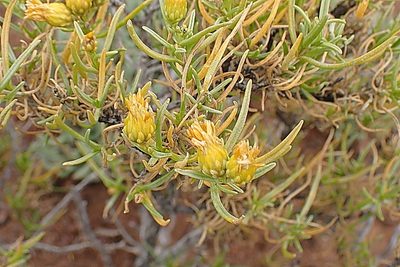 Pteronia pallens, photographed by Di Turner
