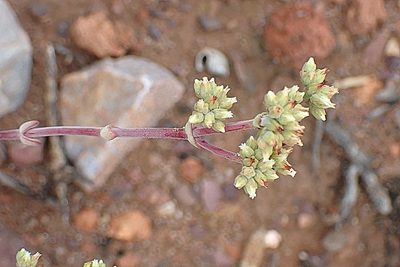 Crassula subaphylla, photographed by Di Turner