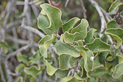 Euclea undulata, photographed by Di Turner