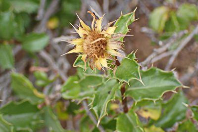Berkheya spinosa, photographed by Di Turner