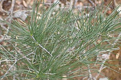 Asparagus retrofractus, photographed by Di Turner