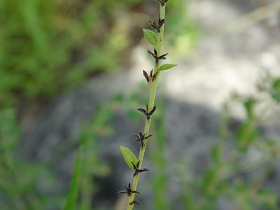 Euploca filiformis, photographed by Alexis López Hernández