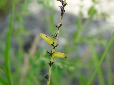 Euploca filiformis, photographed by Alexis López Hernández