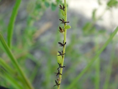 Euploca filiformis, photographed by Alexis López Hernández