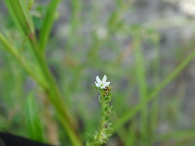 Euploca filiformis, photographed by Alexis López Hernández