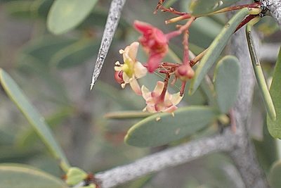 Gymnosporia integrifolia, photographed by Di Turner