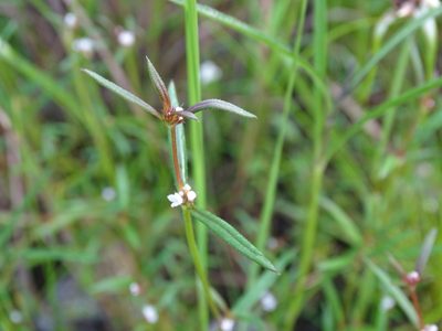 Spermacoce confusa, photographed by Alexis López Hernández