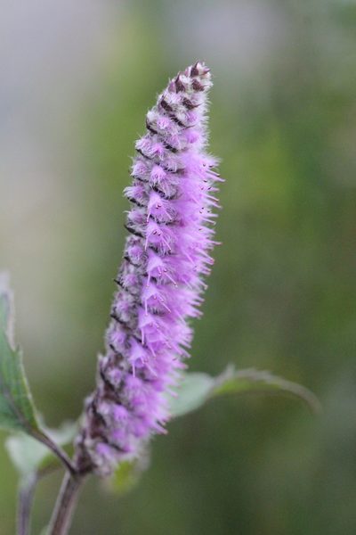Elsholtzia argyi, photographed by Agnes Trekker
