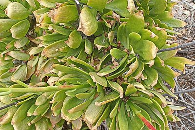 Tylecodon paniculatus, photographed by Di Turner