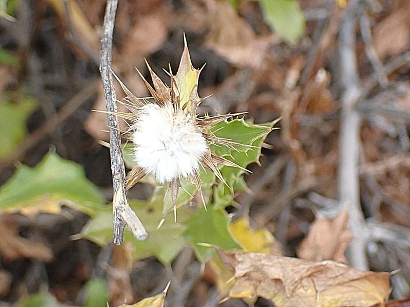 Berkheya spinosa, photographed by Di Turner