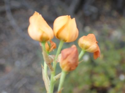 Eliokarmos dubius, photographed by Di Turner